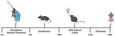 Recombinant probiotic Lactococcus lactis delivering P62 mitigates moderate colitis in mice